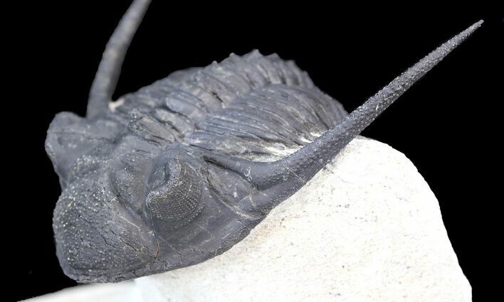 Rare Kayserops megaspina Trilobite - Bou Lachrhal, Morocco #44529